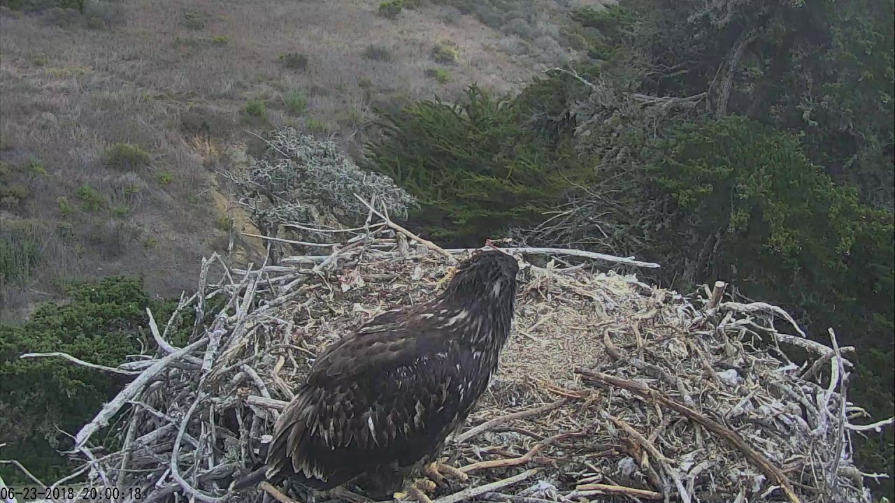 Sauces Bald Eagles Channel Islands Cam 06232018 195626 205627