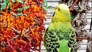 9 Hours Of Budgie Sounds For Relaxation