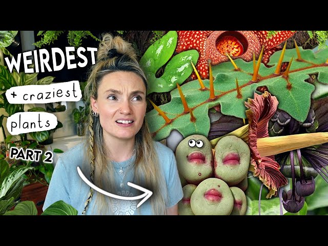 AMAZING Unique Plants Right Now  Coolest Weird Houseplants PART 2 -  YouTube