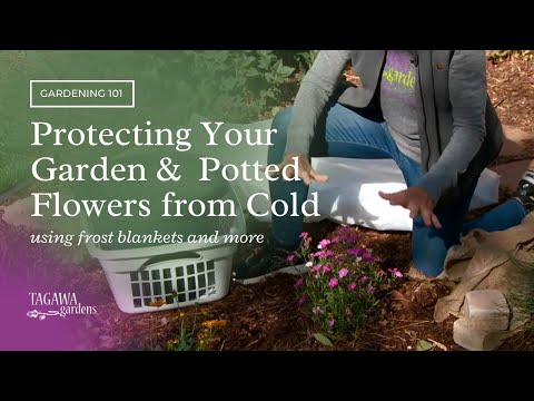 Video: Kvétají akáty v zimě – akátová mrazuvzdornost a ochrana