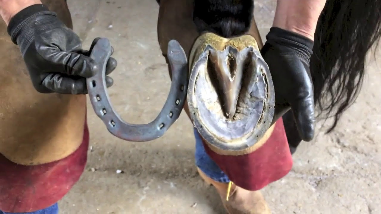 Herraje de Caballos México. Herraje del caballo paso a paso.