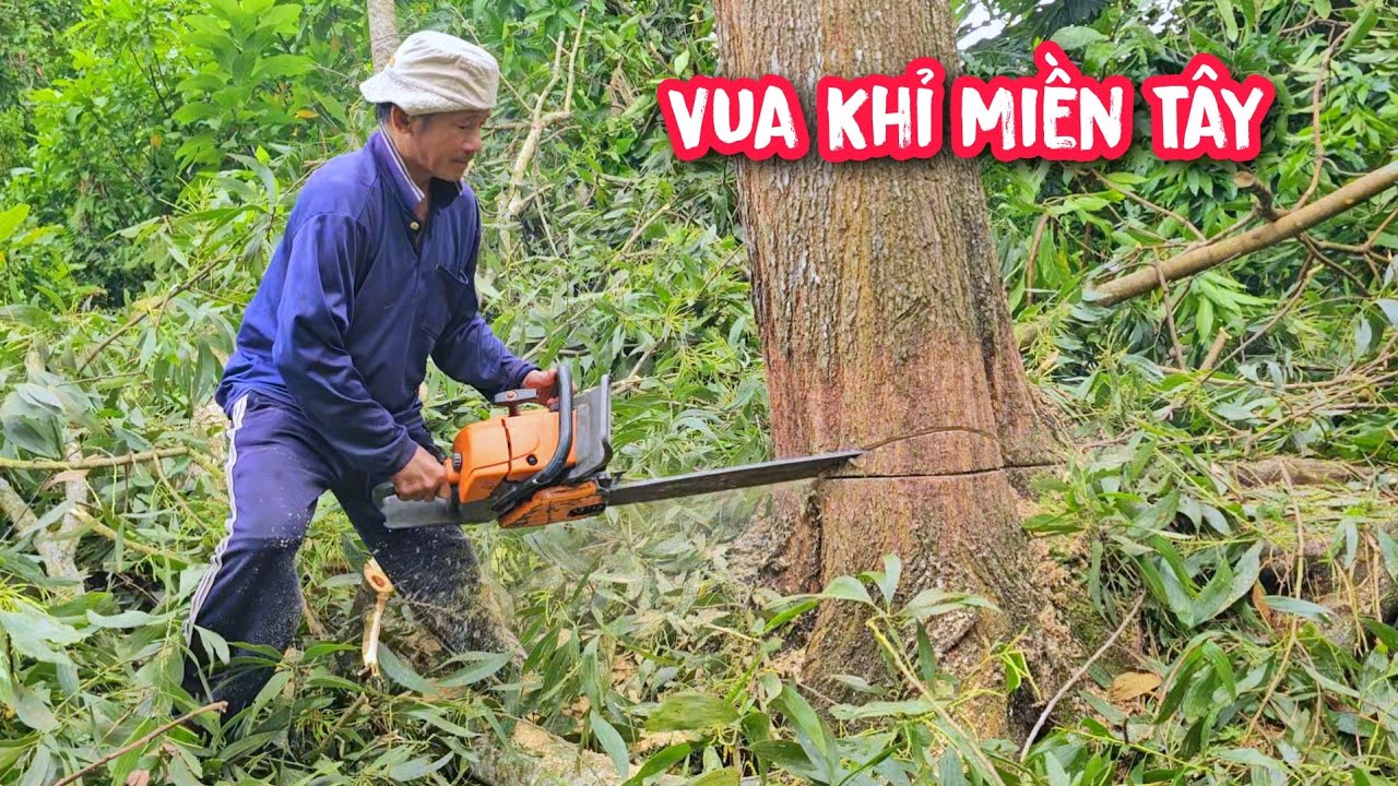 Vua Khỉ cưa hạ cây Tràm Bông Vàng Siêu To tại quê nhà (Phần đầu)...