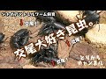 #26ジャイアントミルワーム飼育記 交尾が止まらない。【閲覧注意】