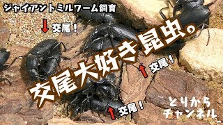 #26ジャイアントミルワーム飼育記 交尾が止まらない。【閲覧注意】