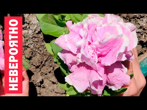 Video: Hur Man Matar Kaskad Petunia Plantor