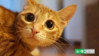 2013動保回顧：麗麗重獲新生 虐畜之都污名未除