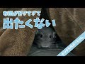 【チンチラ】今日は布団から出たくない！お布団が好きすぎて全然出てこないぷーちゃん！Funny and Cute Chinchilla