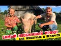 САМЫЙ НЕОБЫЧНЫЙ ПРИЮТ для животных в Беларуси // Проект «Земляне»