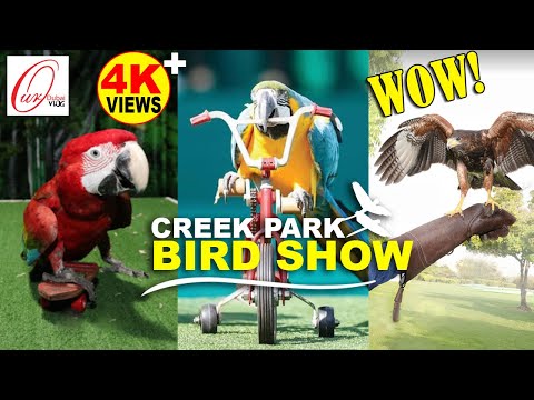 BIRD SHOW CREEK PARK  | Dubai |#birdparkbirdshow |2019