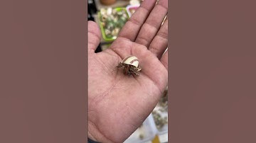 Find Alive Sea Shells 🐚