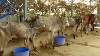 Benefits and Uses of Native Cows in Natural Farming | Poovali | News7 Tamil