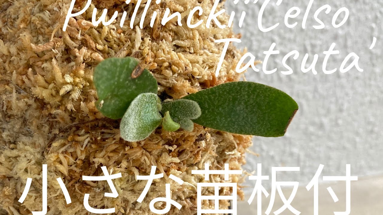 小さな苗の板付け ビカクシダウィリンキー セルソ タツタ Platycerium Willinckii Celso Tatsuta How To 秋の湿度に合わせた 小さな苗の板付け方法 Youtube
