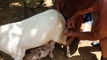 O que fazer quando o cabrito está com diarreia?