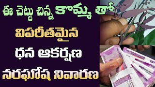 Download Lagu నన్ను నమ్మండి. ఈ చెట్టు కొమ్మ ధన ఆకర్షణ విపరీతంగా కలిగిస్తుంది | Nalla Vavili Komma For Money | MP3 Download Lagu నన్ను నమ్మండి. ఈ చెట్టు కొమ్మ ధన ఆకర్షణ విపరీతంగా కలిగిస్తుంది | Nalla Vavili Komma For Money | MP3