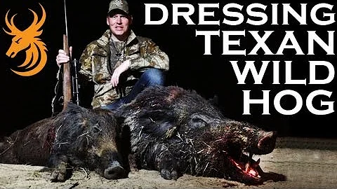 How to field dress a feral hog and what's coming up on Team Wild TV...