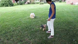 Super Star Little Dog Norbert 7 Mos Dream Dog Sales Has Small Dogs Wbig Dog Heart Wow