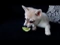 Cute animal video of the day: dog vs. lime