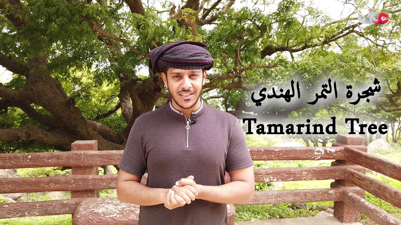 فقرة (بيئتنا) 2019 (6/9) - شجرة التمر الهندي | بوحازم الشنفري