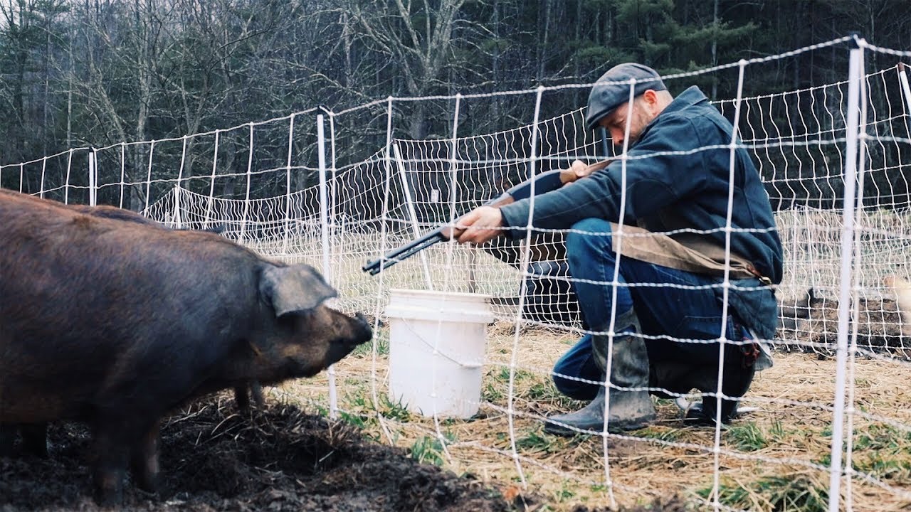 How I m Gonna Shoot My PIGS Safely Humanely YouTube how-i-m-gonna-shoot-my-pigs-safely-humanely-youtube