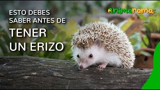 Cómo Cuidar Un Erizo Mascota? Aprende Todos Sus Cuidados Antes De Adoptarlo