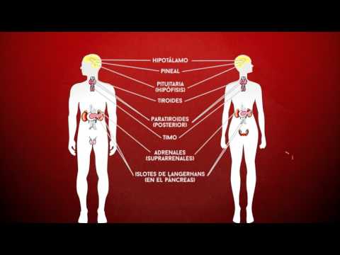 Vídeo: Què són les hormones gonadotròpiques?