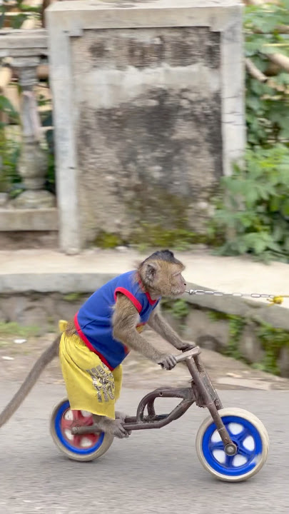 Monyet Naik Sepeda 🐒 Topeng Monyet Keliling, Doger Monyet, Funny Monkey, Funny Animals, Monyet Lucu