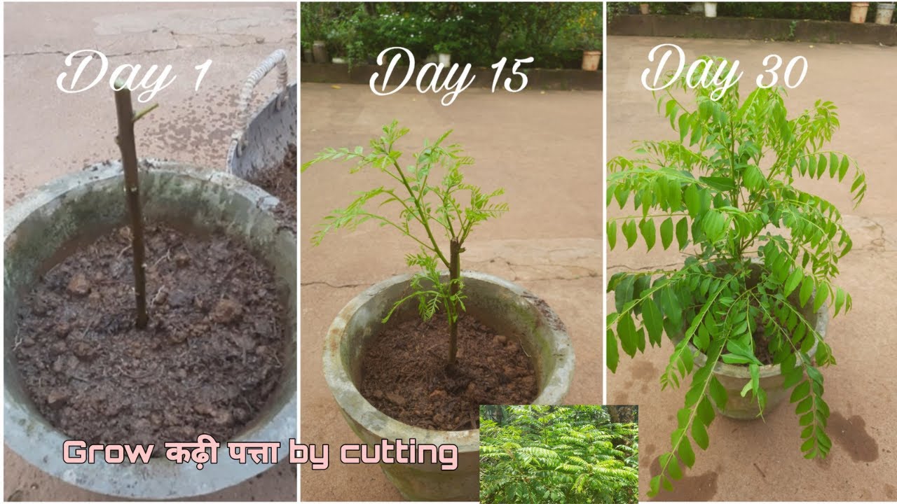 Give 1 spoon fertilizers and make kadi patta plant bushy😍 grow kadi