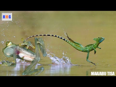 Video: Mimea ya Milkweed Inayozidi - Jifunze Kuhusu Utunzaji wa Milkweed wa Majira ya Baridi