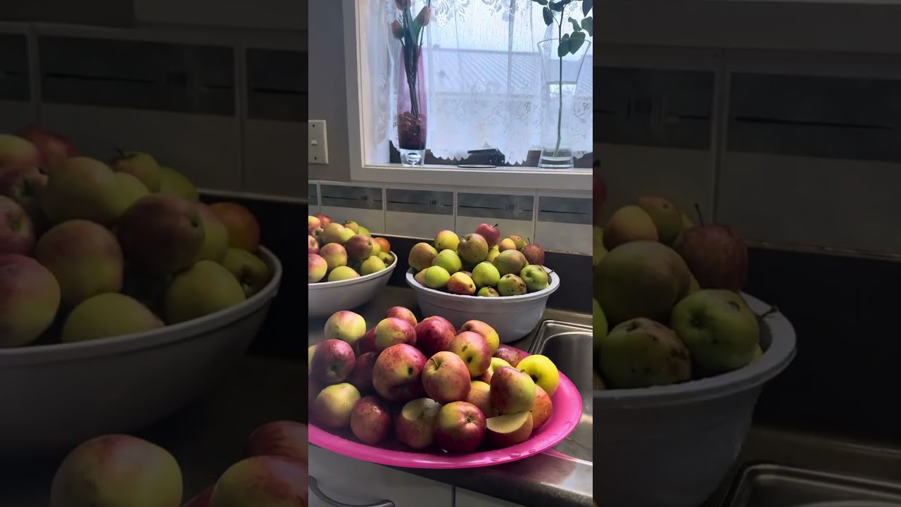 Dehydrating apples.MSlade