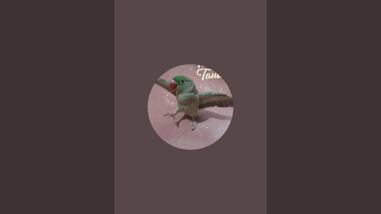 My Little Chinu is live