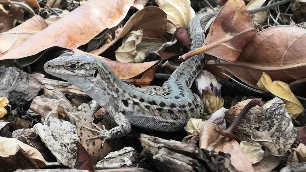 Una lucertola selvatica si nutre dalle mie mani