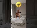 СНЫ перед важным днем сон юмор кот котик котики шортс Shorts мем рекомендации Humor Meme СНЫ перед важным днем сон юмор кот котик котики шортс Shorts мем рекомендации Humor Meme
