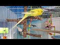 Parakeets//Budgies LONELY parakeet singing chirping sounds