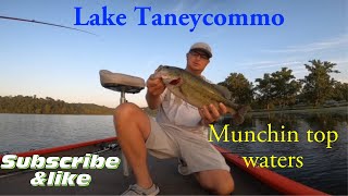 Top Water fishing Lake TaneyComo (Massive Blowups)…..