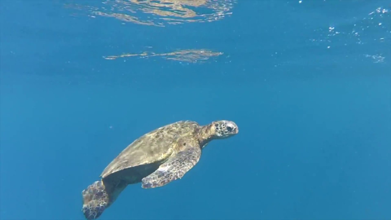 Kauai Sea Riders - Dolphins, Sharks, & Turtles