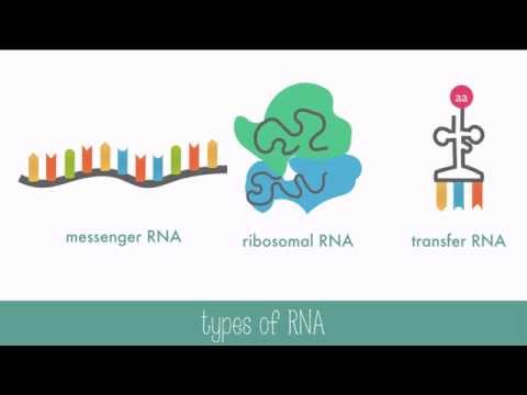 Video: Forskellen Mellem DNA Og MRNA