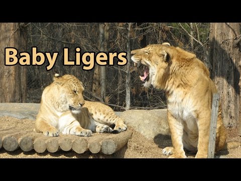 Baby Liger - Zoo Babies