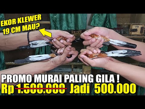 MURAI MH 500 RIBU/EKOR ! PENJUAL MURAI TERGILA HARGA SUKA - SUKA GA MIKIR UNTUNG YG PENTING LAKU