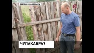 В Свердловской Области Фермер Был Бы Рад, Если Бы Кто-Нибудь Расправился С Чупакаброй | 5 Канал