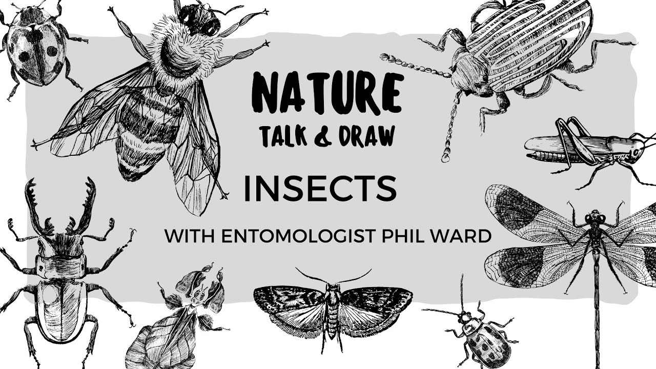 Simon Ward Insect INSECTS with entomologist Phil Ward - YouTube