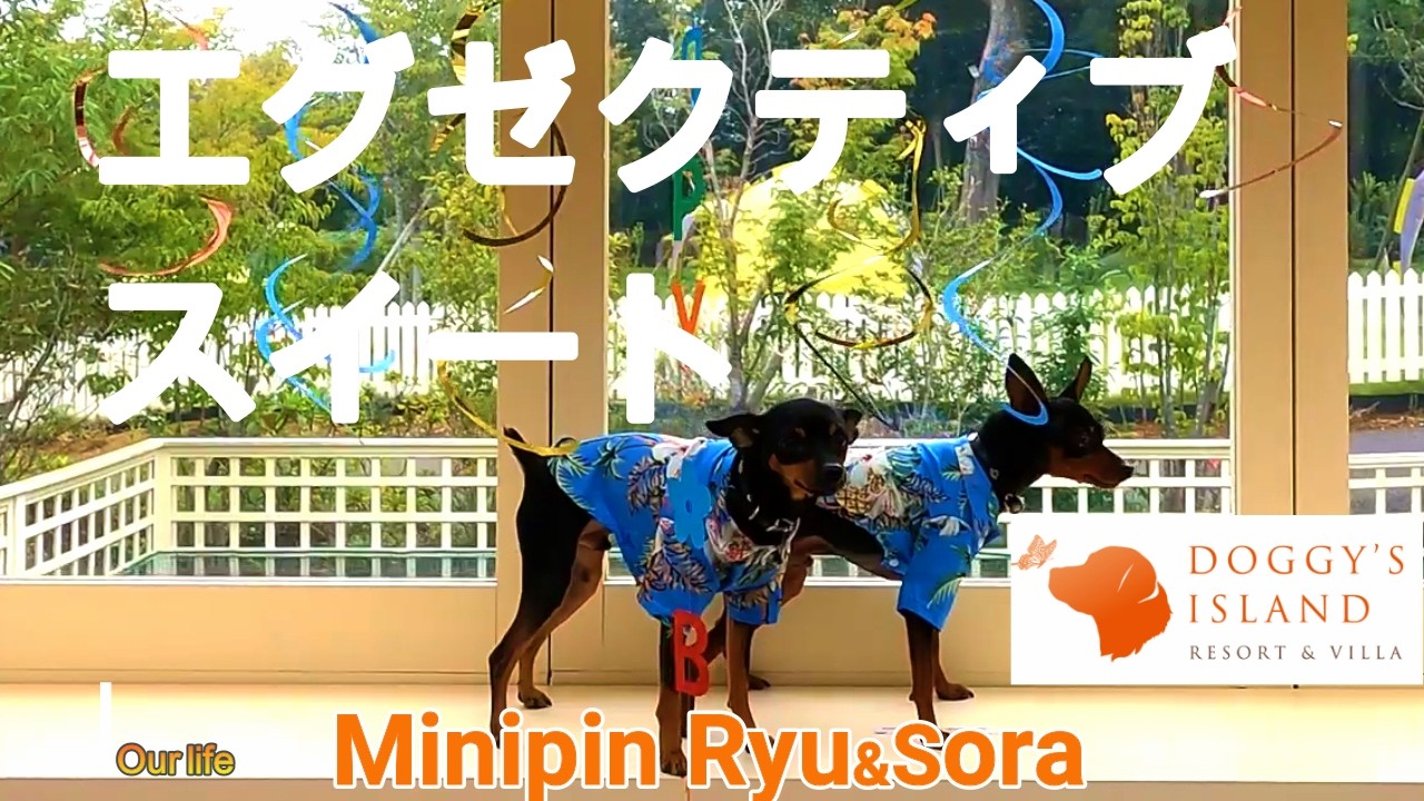 ［ドギーズアイランド］グランピング・ヴィラ宿泊~サプライズ計画ボールプール/リビングテラスで満喫/薬膳ランチパーティの料理紹介/日本料理水音/水辺茶屋/海ほたる