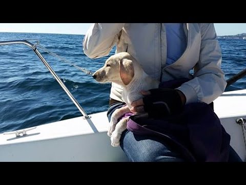 Puppy Rescued In Middle Of The Sea