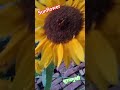 Sunflower #Sunflower #shorts #farming #trending #viral