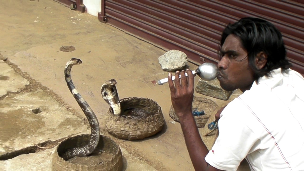 コブラとヘビ使い Youtube