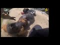 Suspect Held a BB Gun to His Head While Fleeing Cops, Then This Happened