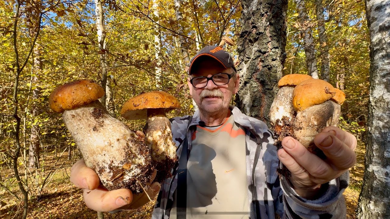 Dziadek dwa lata czekał na grzybobranie,radości nie było końca 20 październik 2025