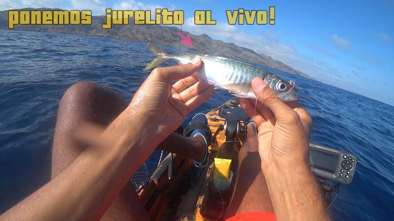 Pescando en el Kayuko, Serviola con las plumas....Ponemos jurel al vivo!