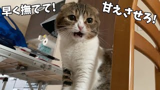 朝の甘えん坊タイムが可愛すぎる猫