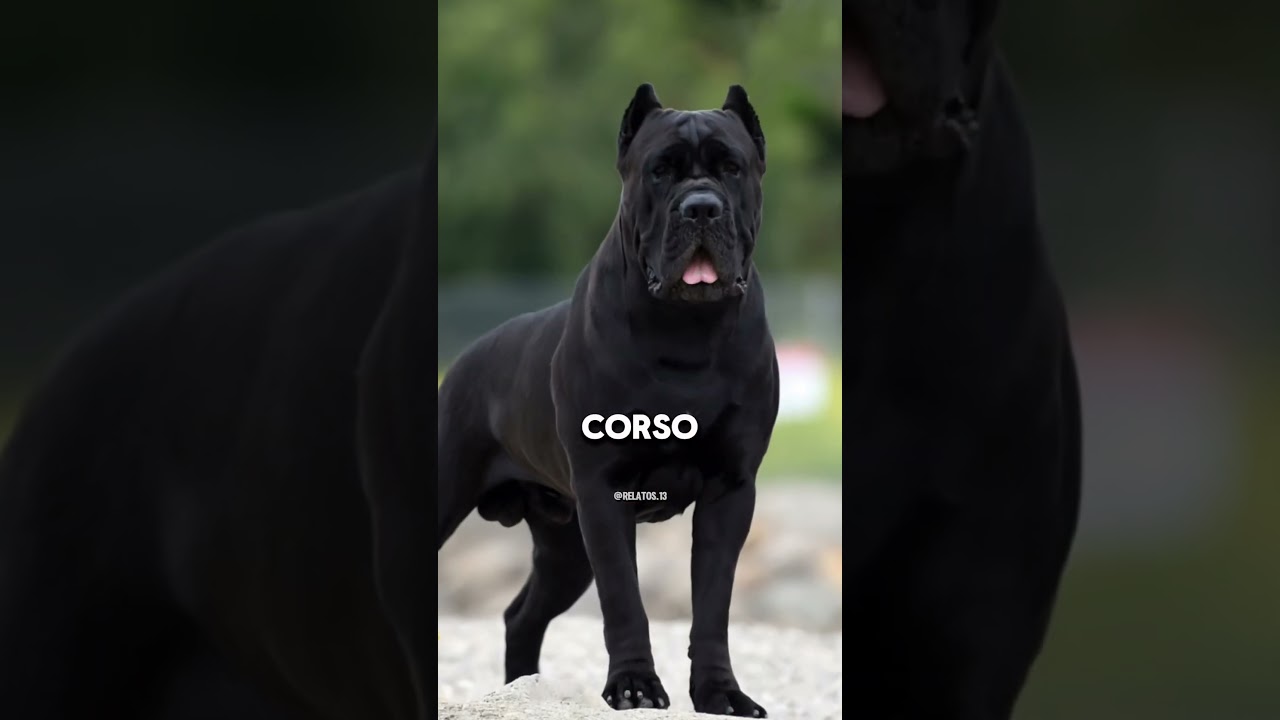 Los 3 perros que pueden vencer al poderoso canguro