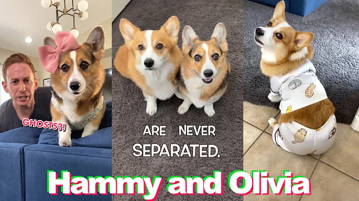 *1 HOUR* Funny Hammy and Olivia TikTok Compilation...